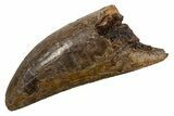 Robust, Fossil Tyrannosaurus (T Rex) Tooth - Wyoming #336019-1